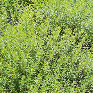 Summer Savory